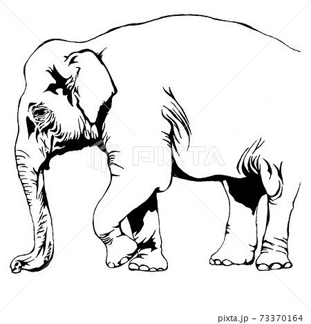 ぞう アジアゾウ 絶滅危惧種 の線画イラストのイラスト素材