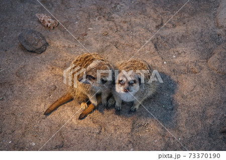 カメラ目線のミーアキャット 73370190