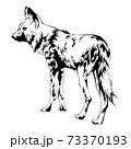 犬（リカオン　絶滅危惧種）の線画イラスト 73370193