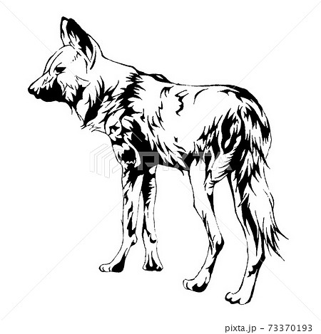 犬 リカオン 絶滅危惧種 の線画イラストのイラスト素材