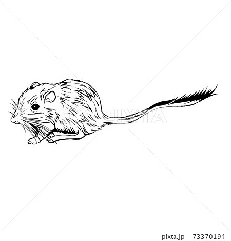ネズミ スナネズミ 絶滅危惧種 の線画イラストのイラスト素材