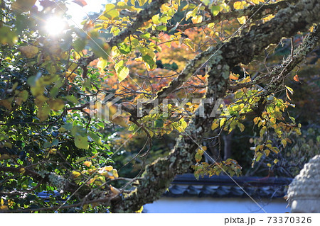 ボダイジュ(コバノシナノキ) 73370326