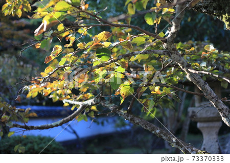 ボダイジュ(コバノシナノキ) 73370333