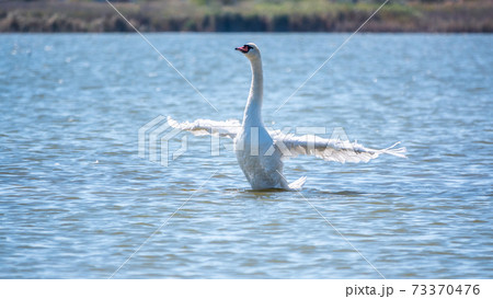 Graceful white Swan swimming in the lake and flaps its wings on the water. Graceful white Swan swimming in the lake and flaps its wings on the water. 73370476