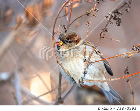 Sparrow sits on a bush branch and eating its seeds Sparrow sits on a bush branch and eating its seeds 73370593