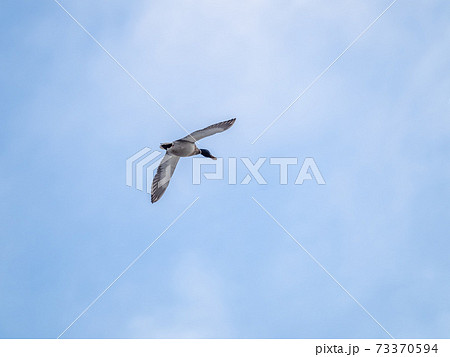 Mallard Duck Flying in a Blue Sky Mallard Duck Flying in a Blue Sky 73370594