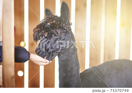 Alpaca feeding on the farm. Alpaca eats apples from hands 73370749