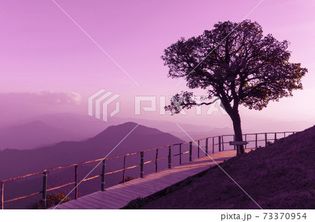 Lonely tree Lonely tree 73370954