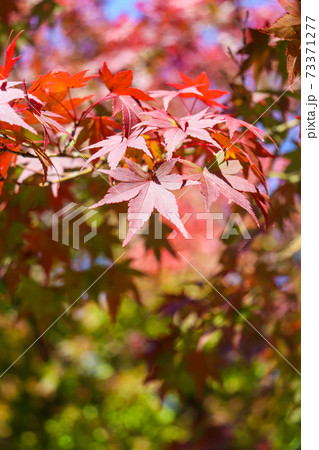 日本の秋の風景 もみじ 紅葉 赤い 和風 73371277