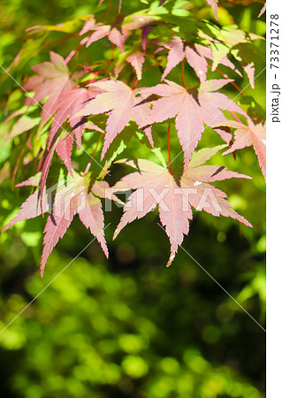 秋の日本の風景 鮮やかな青もみじ 紅葉 涼しげ 73371278