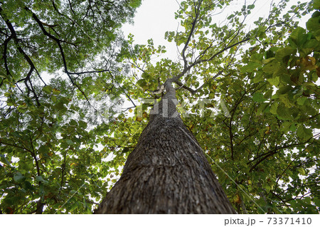 Low angle shot of a big tree with many branches. Low angle shot of a big tree with many branches. 73371410