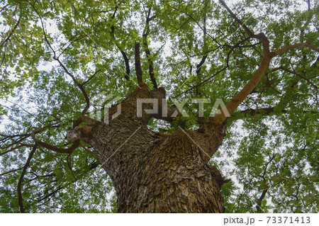 Low angle shot of a big tree with many branches. Low angle shot of a big tree with many branches. 73371413