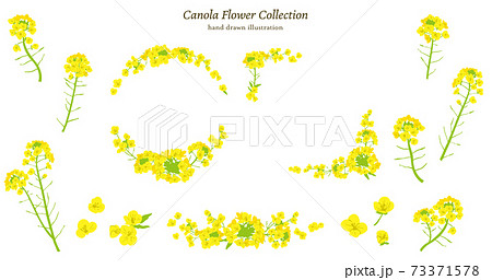 菜の花イラスト素材セット 73371578