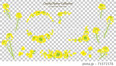 菜の花イラスト素材セット 73371578