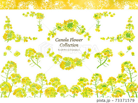 水彩風 菜の花イラスト素材セット 水彩風 菜の花イラスト素材セット 73371579