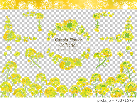 水彩風 菜の花イラスト素材セット 水彩風 菜の花イラスト素材セット 73371579
