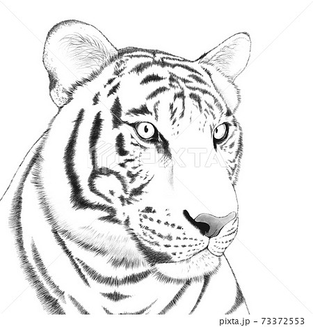 虎のイラストのイラスト素材