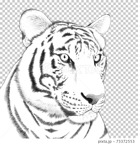 虎のイラストのイラスト素材