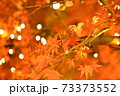 ライトアップされる紅葉 73373552