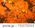 ライトアップされる秋冬の紅葉 73373553