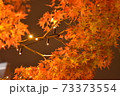 ライトアップされる夜の紅葉 73373554