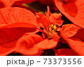クリスマスのポインセチア 73373556