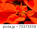 クリスマスのポインセチア 73373558