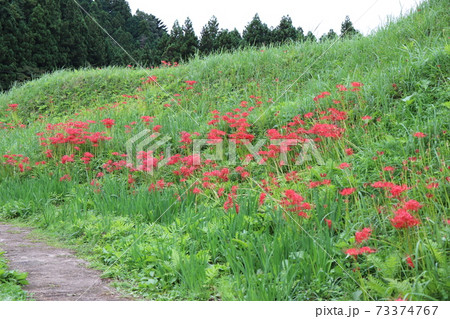 簑沢彼岸花公園 73374767