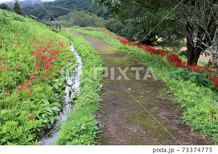簑沢彼岸花公園 簑沢彼岸花公園 73374775