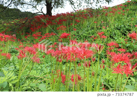 簑沢彼岸花公園 簑沢彼岸花公園 73374787