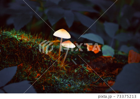 Colored hallucinogenic psychedelic fairy mushrooms in a dark forest similar to forest lanterns Colored hallucinogenic psychedelic fairy mushrooms in a dark forest similar to forest lanterns 73375213