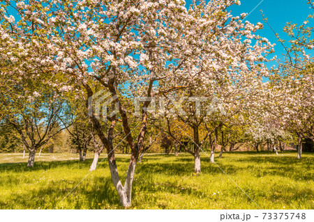 Blossoming apple orchard in spring Blossoming apple orchard in spring 73375748