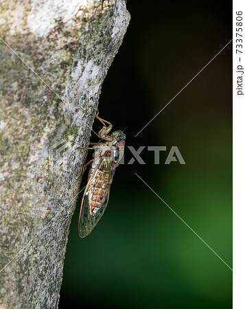 六甲山のヒグラシ（♀） 73375806