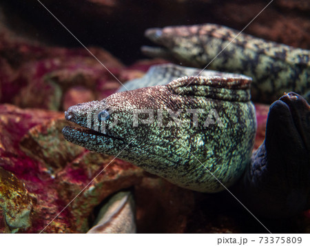 ウツボ 須磨水族園 の写真素材