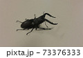 ノコギリクワガタ（オス） 73376333