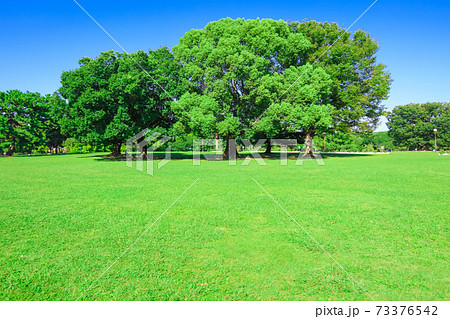 広々とした緑あふれる、庄内緑地公園〈愛知県名古屋市〉 73376542
