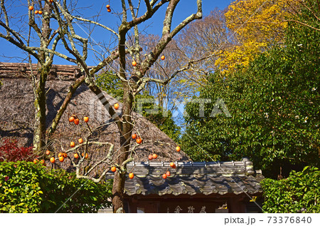 京都の紅葉 落柿舎 京都の紅葉 落柿舎 73376840