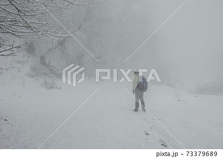 winter forest winter forest 73379689