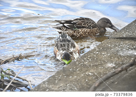 野鳥／マガモ 73379836