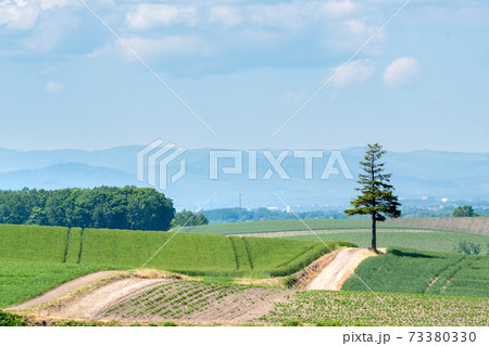 夏のさわやかな青空とクリスマスツリーの木 北海道美瑛町の写真素材