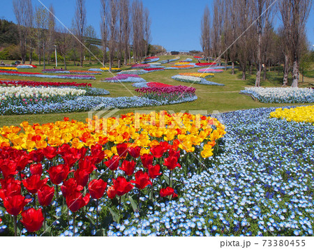 満開のチューリップとネモフィラ 73380455