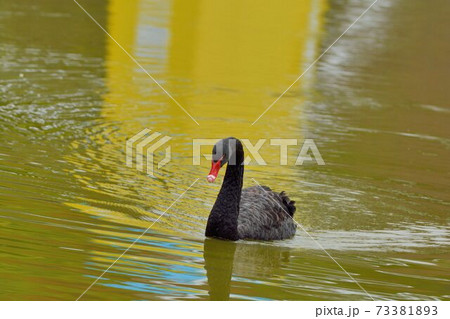 鳥 白鳥 スワン 73381893