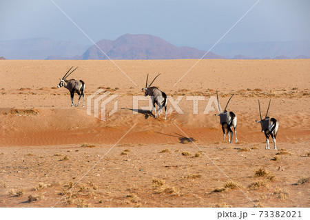 Oryxes in the Namib Naukluft National Park, Namibia Oryxes in the Namib Naukluft National Park, Namibia 73382021