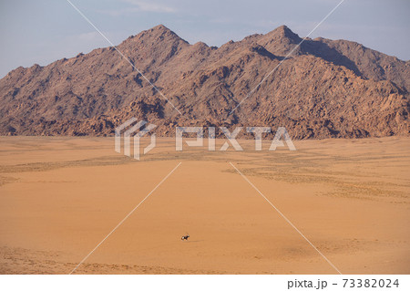 Oryx in the Namib Naukluft National Park, Namibia Oryx in the Namib Naukluft National Park, Namibia 73382024