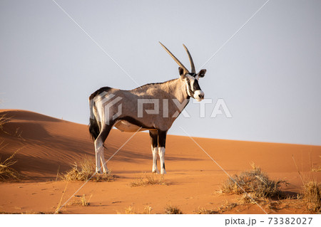 Oryx in the Namib Naukluft National Park, Namibia Oryx in the Namib Naukluft National Park, Namibia 73382027