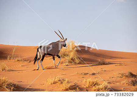 Oryx in the Namib Naukluft National Park, Namibia Oryx in the Namib Naukluft National Park, Namibia 73382029
