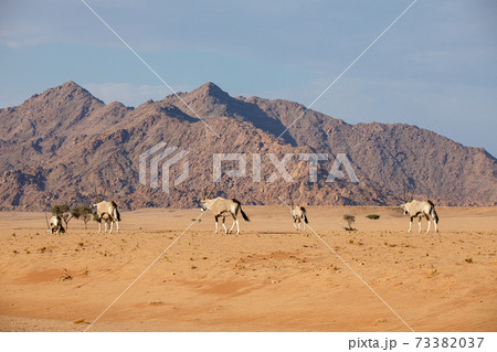 Oryx in the Namib Naukluft National Park, Namibia 73382037