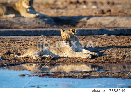 Lion at Etosha National Park, Namibia Lion at Etosha National Park, Namibia 73382494
