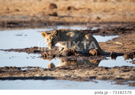 Lion at Etosha National Park, Namibia Lion at Etosha National Park, Namibia 73382570