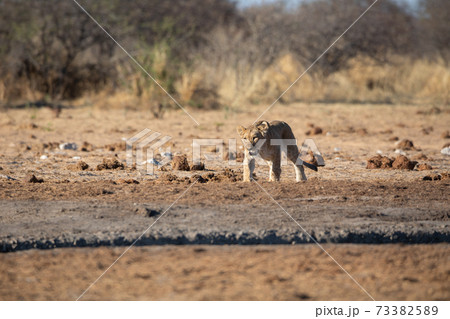 Lion at Etosha National Park, Namibia Lion at Etosha National Park, Namibia 73382589